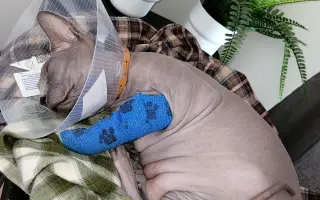 Pomozte Bulce vyhrát boj s FIP