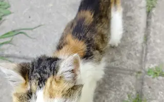 Pomohli jste uhradit veterinární péči pro kočičky z Kočičího štěstí, z.s.