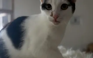 Pomoc s úhradou veterinárních nákladů 🙏