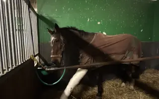 Pomozme Kokosovi znovu běhat