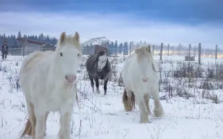 Zachraňme hipoterapii pro děti s postižením