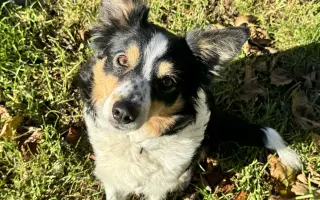 Pipety, obojky, postřiky a další antaparazitika pro psy