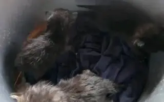 ZACHRAŇME KOŤÁTKA PŘED ZIMOU!