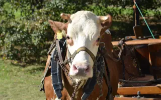 Podpořte pořízení nových chomoutů a postrojů pro kravičku Matyldu