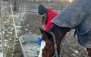 Pomocník pro Vrbovou stáj - místo naděje a zázraků pro týraná a opuštěná zvířata