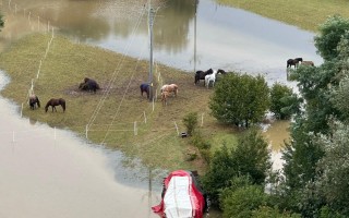 Návrat koní a poníků na pastviny zničené povodní