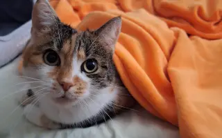 8 nalezených Lásek