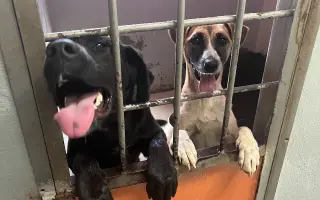 Pomozte nám postavit útočiště pro psy z ulice