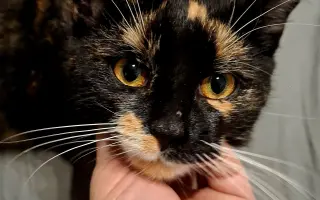 Šance na život bez bolesti pro nalezenou kočičku