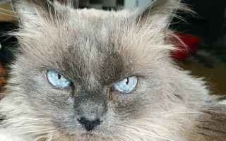 Pomozte kočičce Lilince s onkologickou léčbou