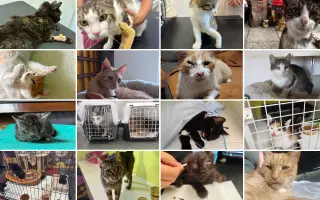 Pomozte nám zvládnout obrovské veterinární náklady 💔🙏🙏🙏