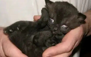 Dejme kočičím bytůstkám šanci na bezpečí a důstojný život