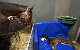 Miracle Joy After Storm ✨🐴