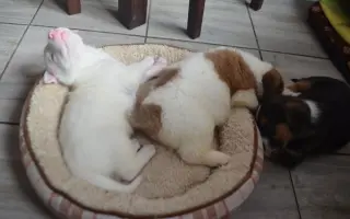 Pomohli jste psímu hospici Dejte nám šanci v Bukovince