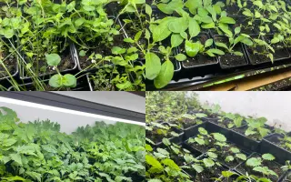 Podpořte bylinkový projekt Azeret Herbs