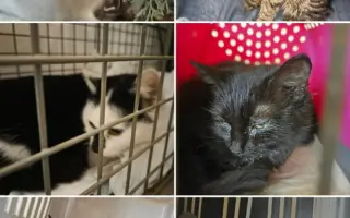 Staňte se nadějí pro kočičky bez domova