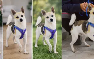 Pomáháme opuštěným a týraným psům najít cestu domů 🩷