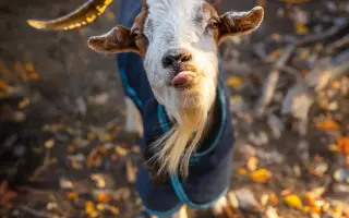 Pomůžete nám naplnit bříška hospodářským zvířátkům