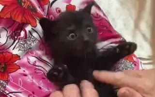 Veterinární péče pro zachráněné maminky s koťátky