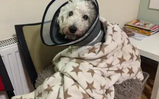 Operace pro Chanelku 💜