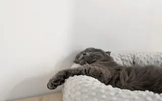 Pomozte Mapleovi bojovat nejen s FIP