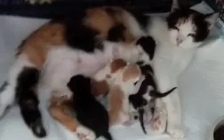 Veterinární péče pro zachráněné maminky s koťátky