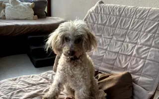 Voříškov přijal 45 nových chlupáčů - pomůžete spolu s námi změnit jejich příběh?