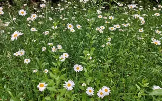 Podpořte bylinkový projekt Azeret Herbs