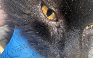 Za zdravé oči a tlapky Midnighta