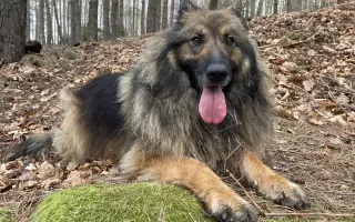 Ať může Rita zase chodit!