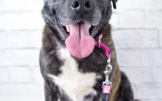 Pomáháme opuštěným a týraným psům najít cestu domů 🩷