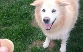 FOXY čekal 10 let na domov. Konečně ho našel. Teď bojuje o život.