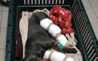 Sheilinka už dvakrát vyhrála. Pomozme jí bojovat potřetí.