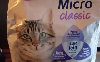Záchrana opuštěných a hendikepovaných kočiček