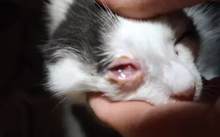 Pomoc pro opuštěná zvířátka - Kastrace, veterina, krmeni, kočkolit