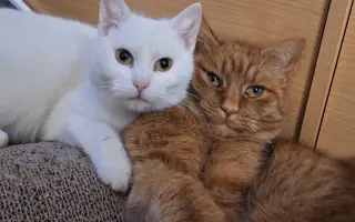 9 nalezených Lásek