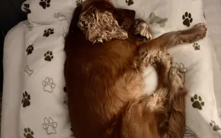 Pomohli jste Simbovi k operaci kolene