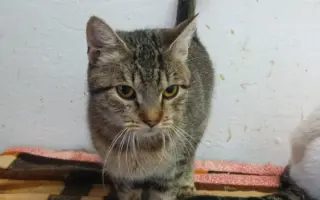 Velká prosba o pomoc se šířením - operaci kocičky Lízinky