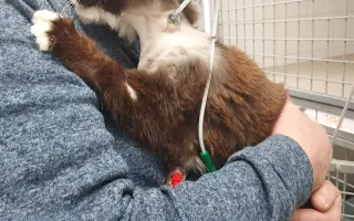 Operace kočičky Páji