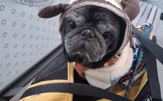 Pomozte nemocnému Maxovi a 14 drobečkům z velkomnožírny!