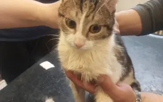 ❣️FUNGOVÁNÍ LIGY NA OCHRANU ZVÍŘAT - VETERINÁRNÍ PÉČE PRO KOČKY V NOUZI⚕️👩‍⚕️