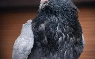 Záchranný balíček pro holuby v tísni