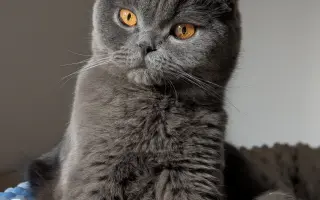 Pomozte Mapleovi bojovat nejen s FIP