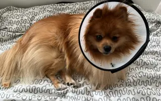 Pomoc pro Chipa, aby mohl opět vesele běhat