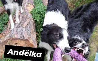 Pomozme pomáhat psím stařečkům