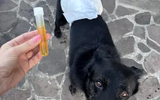 Lepší život pro Baska - sbírka na MRI