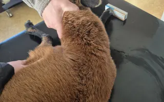 Zvířata přišla o život – my o kus srdce. Podpořte záchranu farmy po útoku psů.