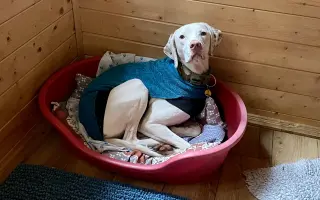 Pomozte❤️ Srdce pro zvířata - naděje pro opuštěné