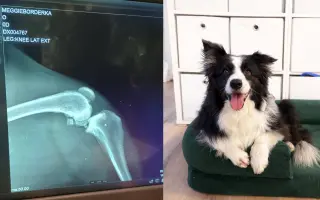 Operace kolene pro Meggie