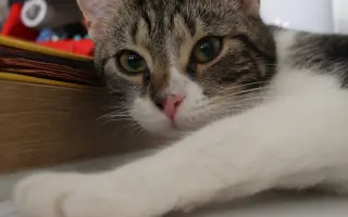 Pomoc s úhradou veterinárních nákladů 🙏